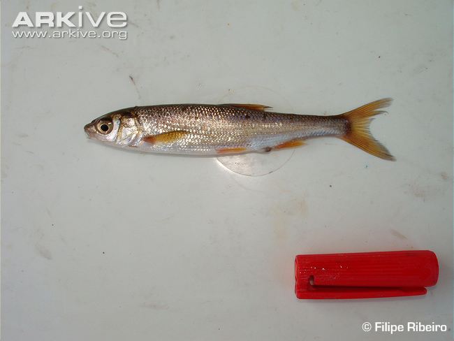 Pseudochondrostoma willkommii (Steindachner, 1866)